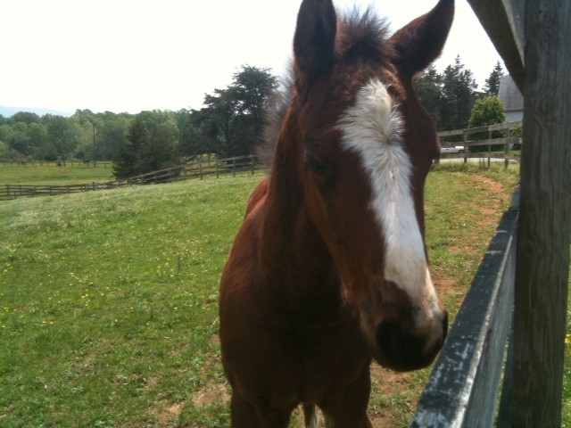 Young horse greets MBH at fence in pasture