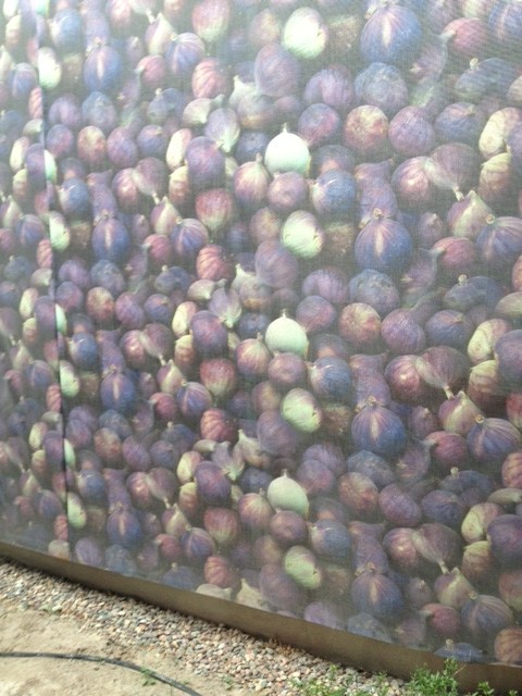 Figs