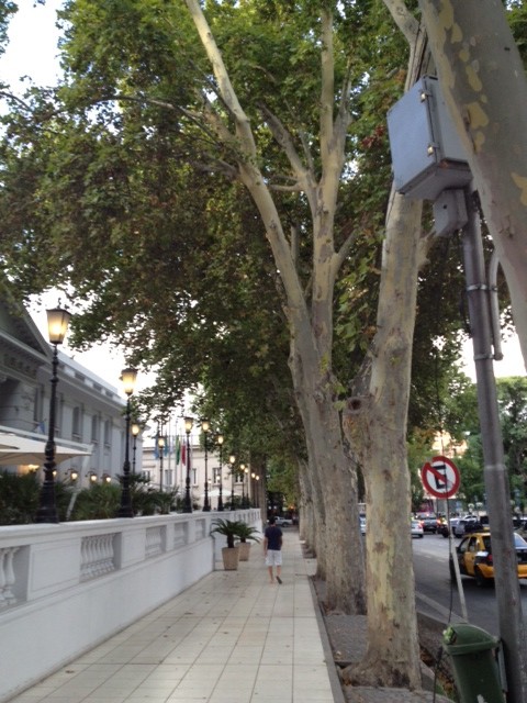 Plane trees line downtown streets in Mendoza
