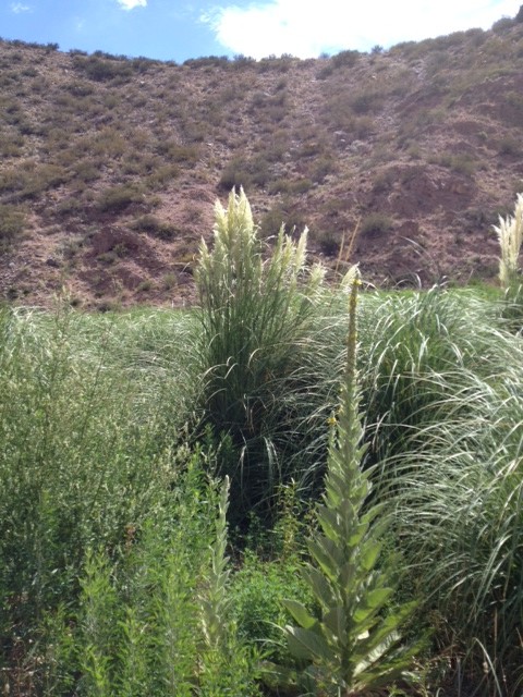 Anyone see Moses in these bull rushes?