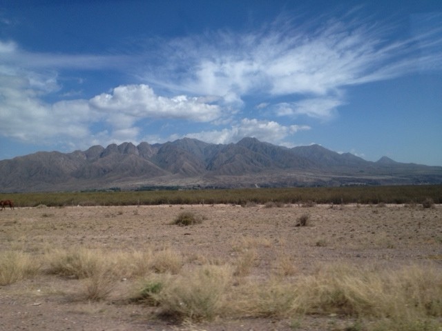 Scrub in foreground, irrigation in the background