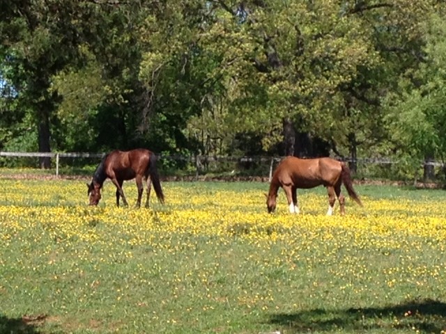 Horses like early spring too!