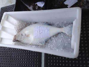 Definitely a halibut