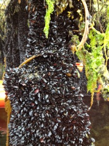 Mammoth strands of tiny mussels