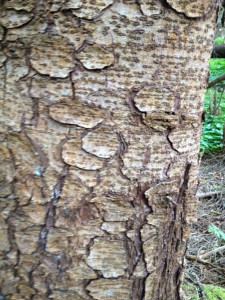 Potato chip bark means spruce