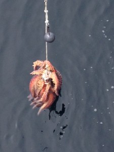 Well it's definitely NOT a halibut!