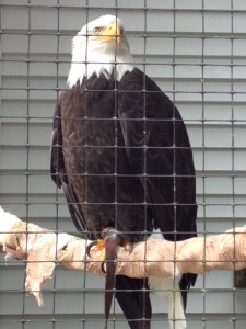 eagle