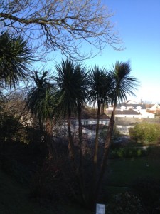 Overlooking Ireland trees