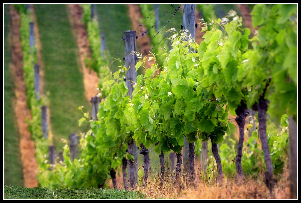 Wine Country