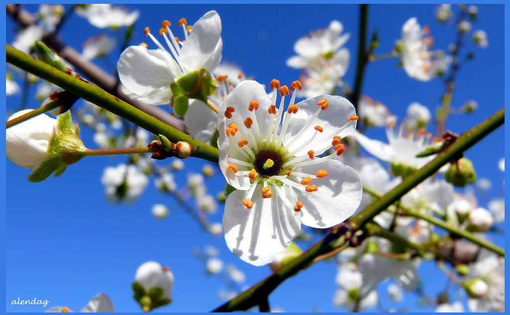 Early Spring