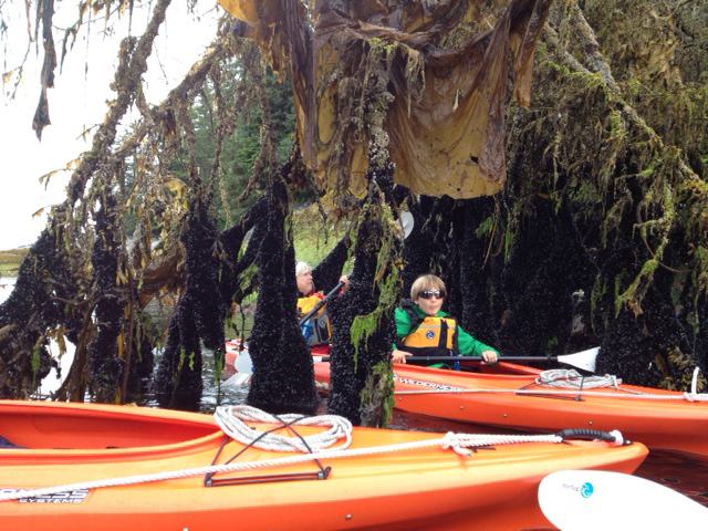 boy in kayak under a tent of kelp